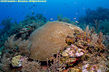 brain coral